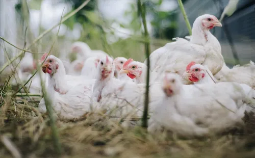 Un nouveau foyer de grippe aviaire détecté à Illies