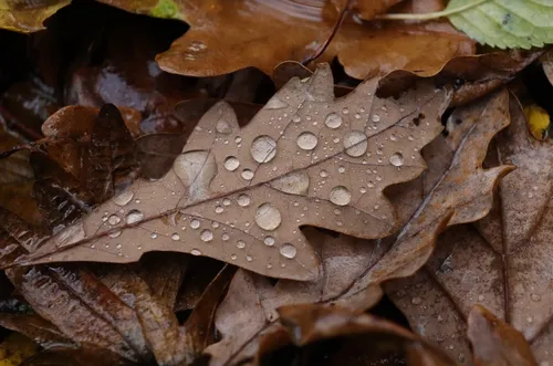 Un mois de novembre particulièrement pluvieux dans la région