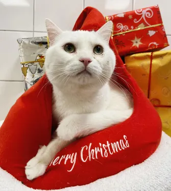 La SPA de Tourcoing lance son Chat-lendrier de l'Avent