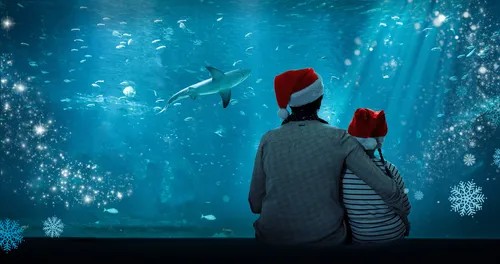 Le Père Noël plonge dans les bassins de Nausicaa !