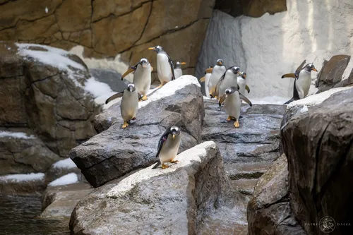 Des nouveaux arrivants à Pairi Daiza !
