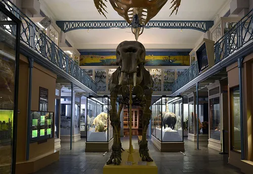 Une nouvelle nocturne au Musée d'Histoire Naturelle de Lille