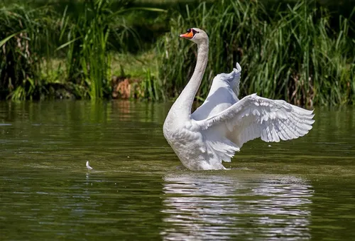 Grippe aviaire : une zone de contrôle établie dans l'Audomarois