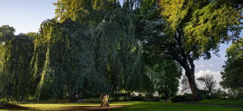 Le hêtre pleureur de Cassel est le plus bel arbre de France !