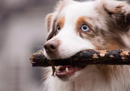 Quels sont les chiens et chats préférés des Français ?