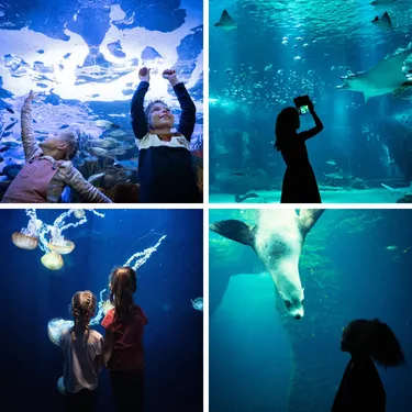 Nausicaa a rouvert ses portes