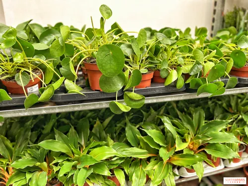 Une nouvelle vente de plantes à Lille dès ce jeudi !