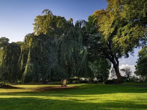 Le hêtre de Cassel désormais en lice pour devenir « Arbre européen...