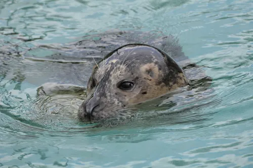 Réouverture de certains zoo dans la région