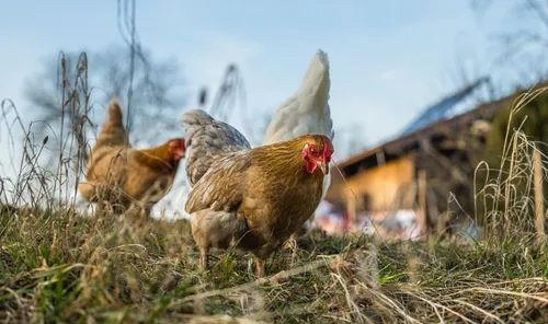 4 000 poules à sauver ce samedi à Merville