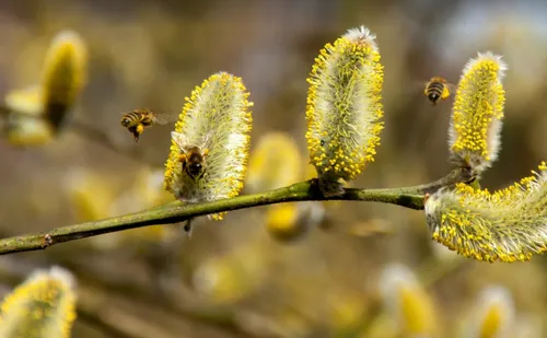 La région déjà en alerte rouge aux pollens