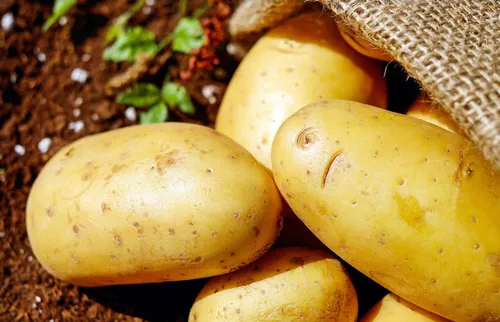 C'est la fête de la pomme de terre au Musée du Terroir de...