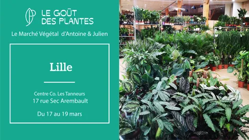 Les ventes de plantes reviennent à Lille !