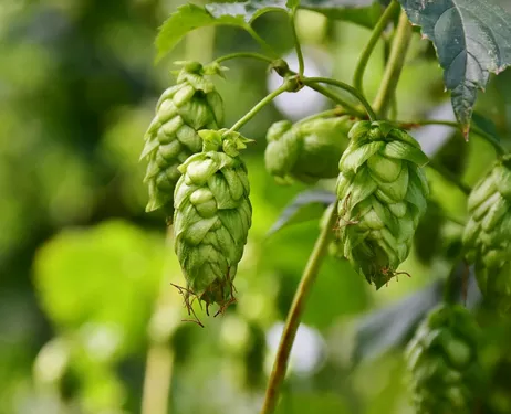 Le Printemps du Houblon de retour ce samedi