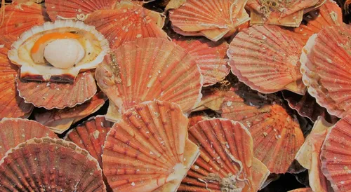 La fête de la coquille de retour à Etaples !