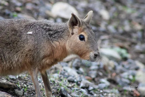 Une nouvelle espèce arrivée à Pairi Daiza