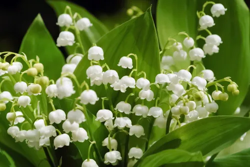 Peut-on vendre du muguet le 1er mai ?