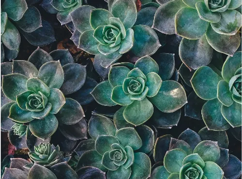 Un don de plantes ce samedi à Lille