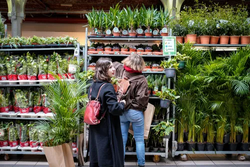 Vente de plantes à prix cassés à Lille