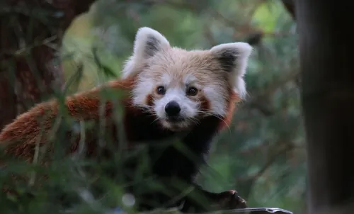 Les deux bébés pandas roux ont quitté le zoo de Lille