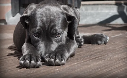 Un stand d'éducation canine à Lille ce samedi