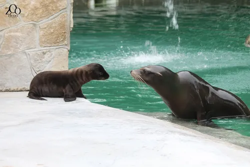 Une 1ère en 10 ans : une otarie née au zoo d'Amiens !