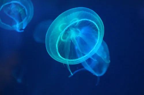 Attention aux méduses sur le littoral !