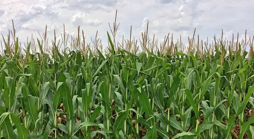 Le Pop Corn Labyrinthe rouvre à Avelin !