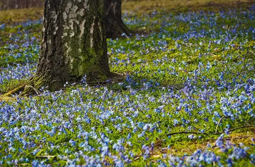 Certains cours et jardins ouvriront exceptionnellement cet été dans...