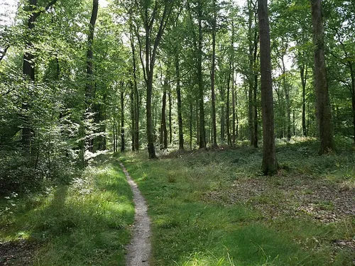 Un festival de cinéma en pleine forêt ce week-end