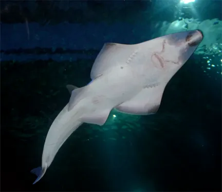 Naissance chez Nausicaa à Boulogne-sur-Mer !