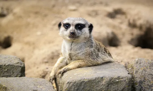 Des petits suricates arrivés au parc des Cytises