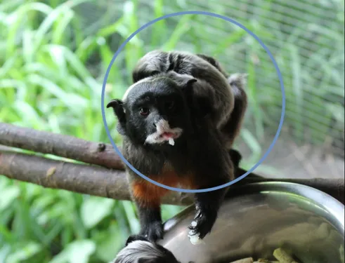 Carnet rose au zoo d'Amiens