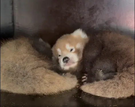 Carnet rose à Bio-Topia !