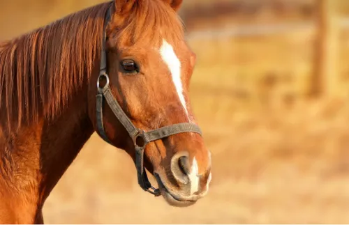 De l'équitation et des chevaux aux Prés du Hem dimanche