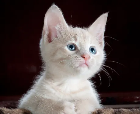 Une association de Liévin lance un appel aux dons pour aider ses chats