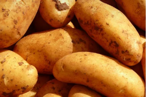 Concours d'épluchage de pommes de terre à La Luck pour la braderie