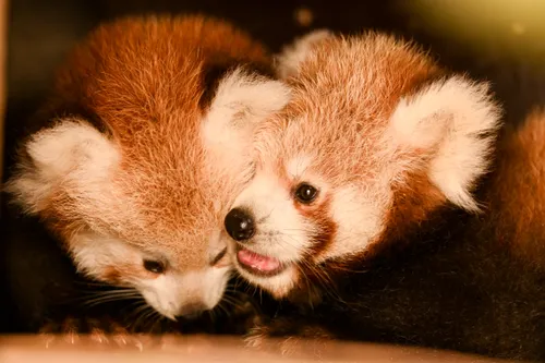 L'entrée de Bio-Topia à 1,50 € ce week-end