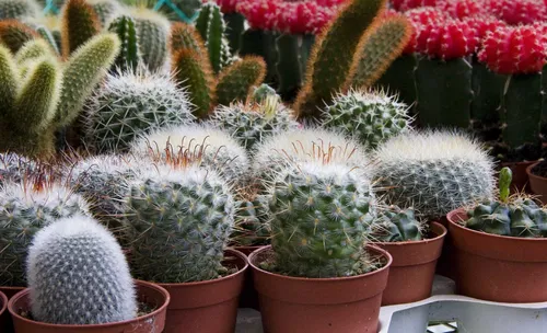 Nouvelle vente de plantes à Lille ce samedi