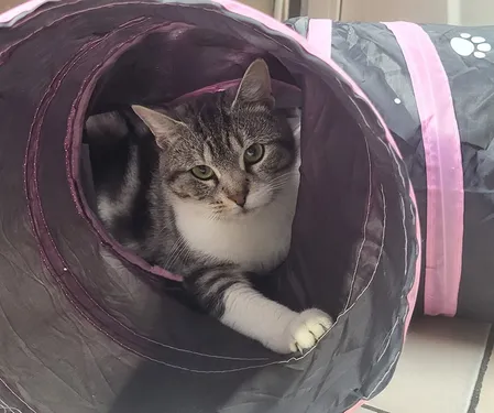 Urgence adoption à la SPA de Tourcoing avant ses travaux