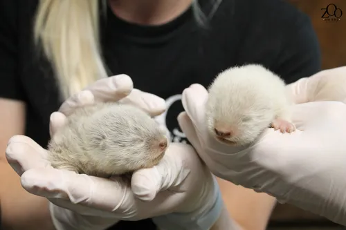 Carnet rose au zoo d'Amiens !