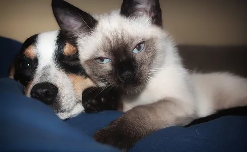 2ème édition du salon du bien-être animal à Wattrelos