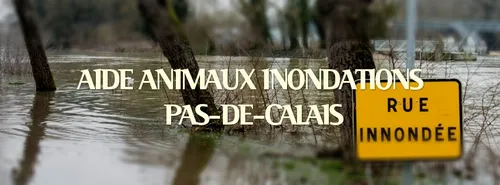 Une page d'entraide pour les animaux sinistrés du Pas-de-Calais