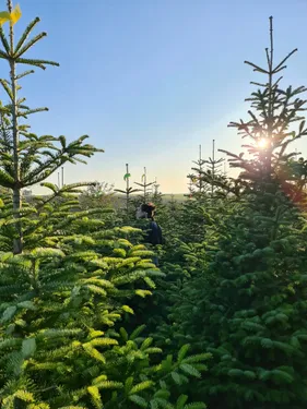 La Wilderie relance sa vente de sapins bio !