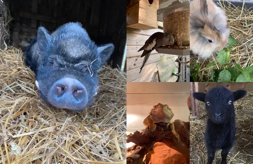 Une cagnotte lancée pour aider le parc Nature du marais de Guines