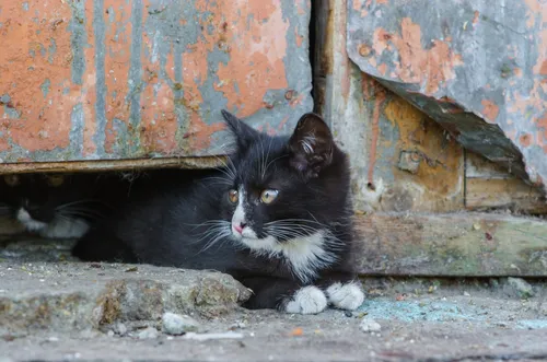 Une tombola solidaire de Noël pour les animaux de Lille