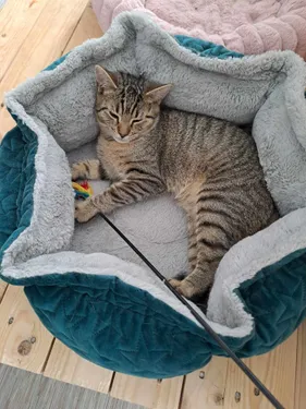 Un salon de l'adoption organisé par l'Ecole du Chat de Roubaix