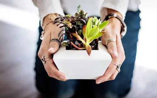 Une vente de plantes aux Tanneurs à Lille