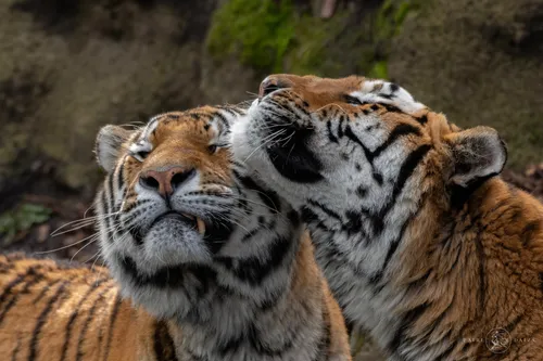 Record de fréquentation pour Pairi Daiza en 2023