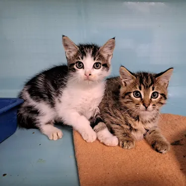 Encore plus d'abandons d'animaux en 2023, la SPA dresse un triste...